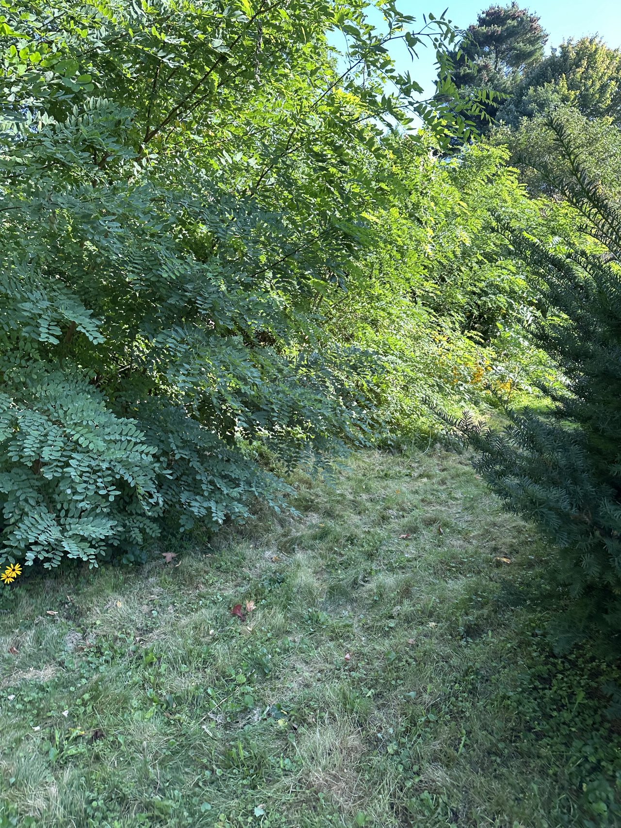 Overgrown brush and weeds before clearing