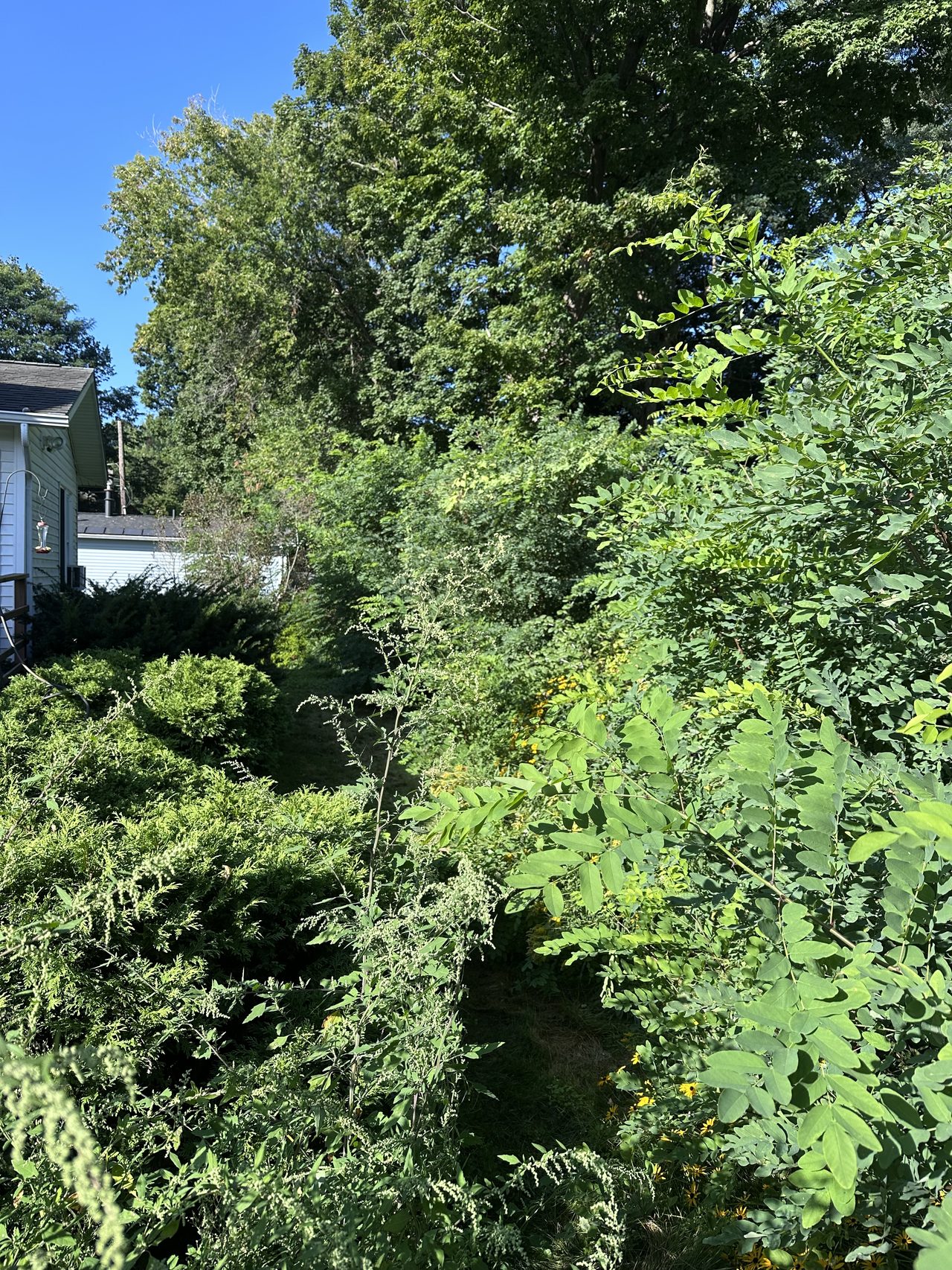 Overgrown brush and weeds before clearing