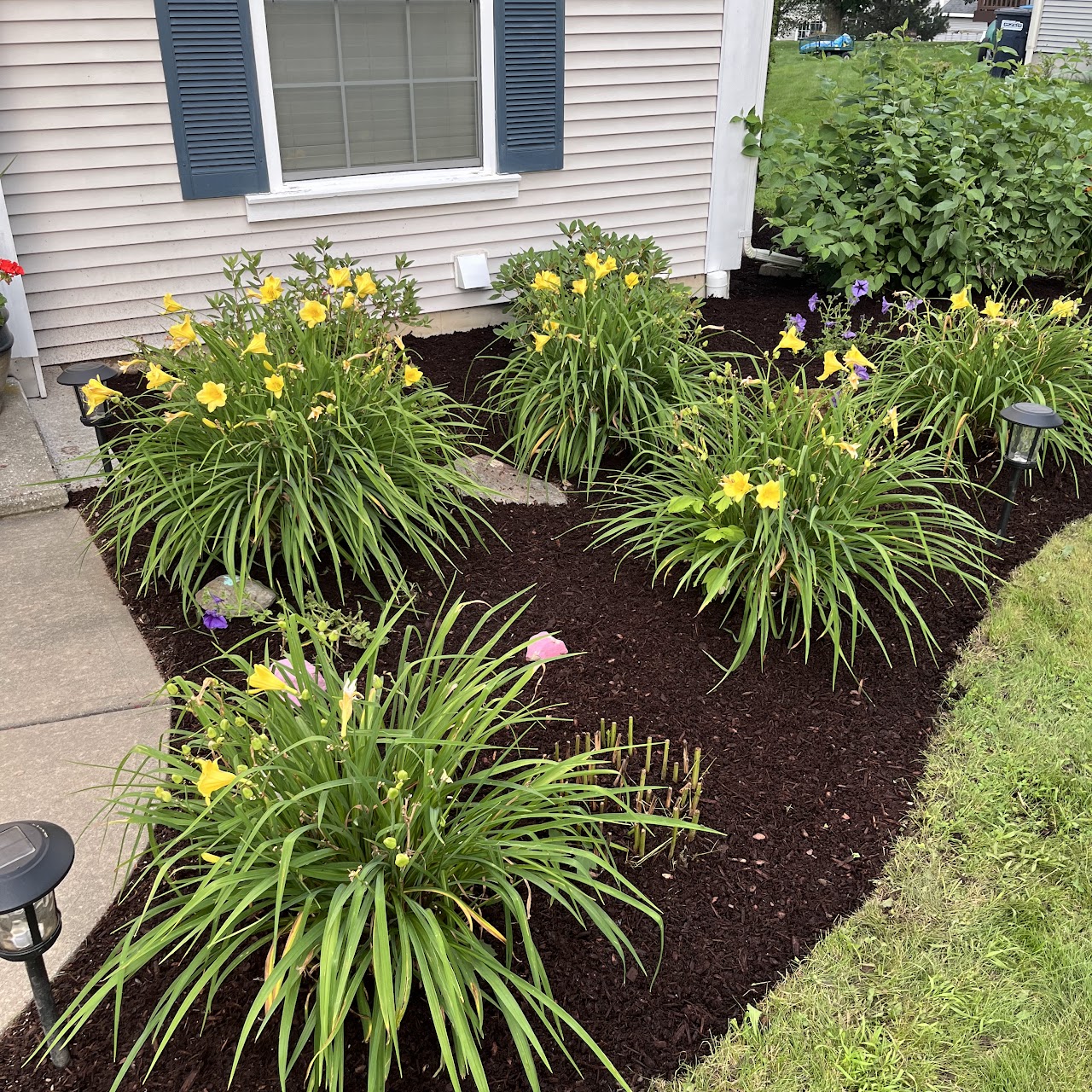 Mulched daylily garden bed by L&D Property Maintenance in Essex, VT