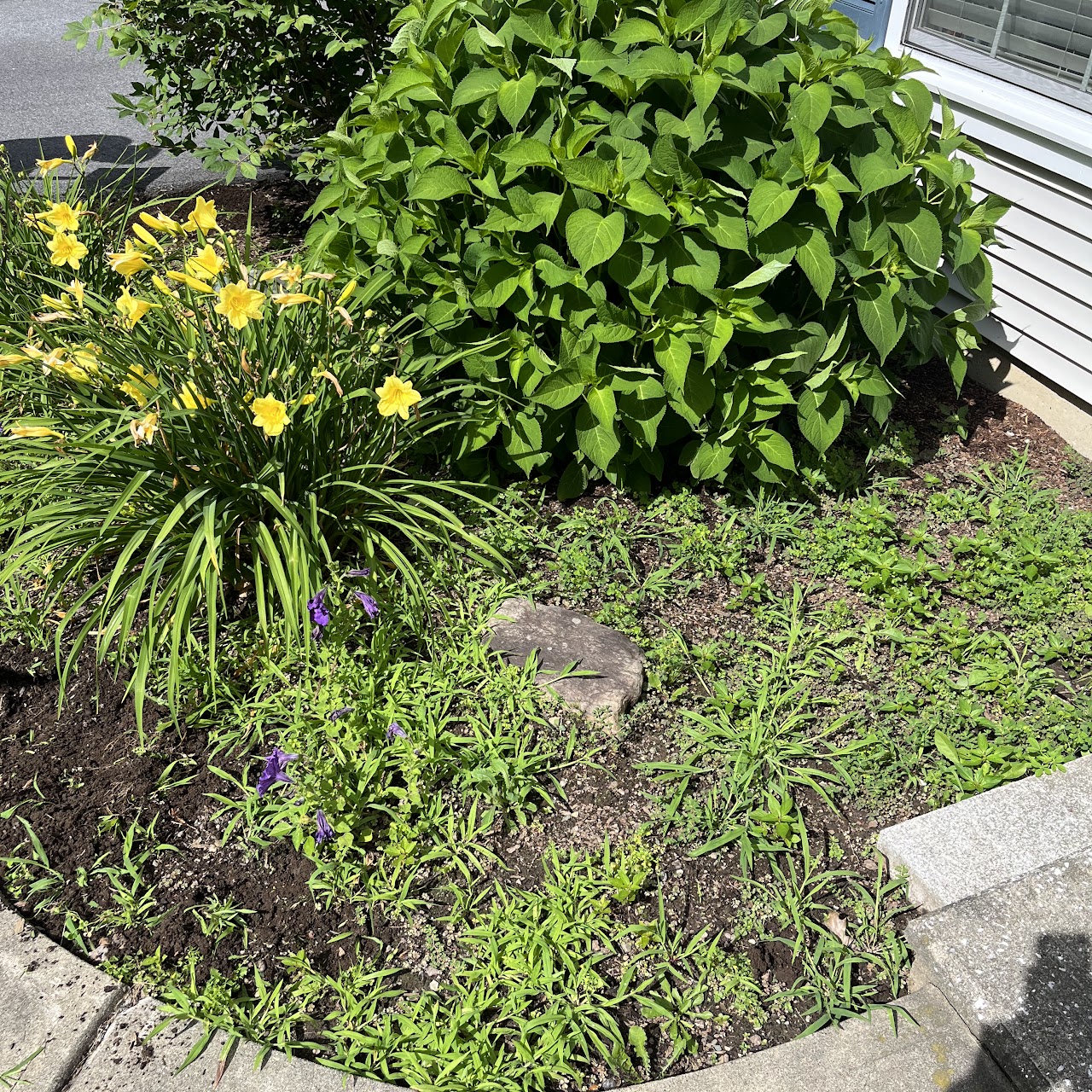Weedy garden bed before mulching