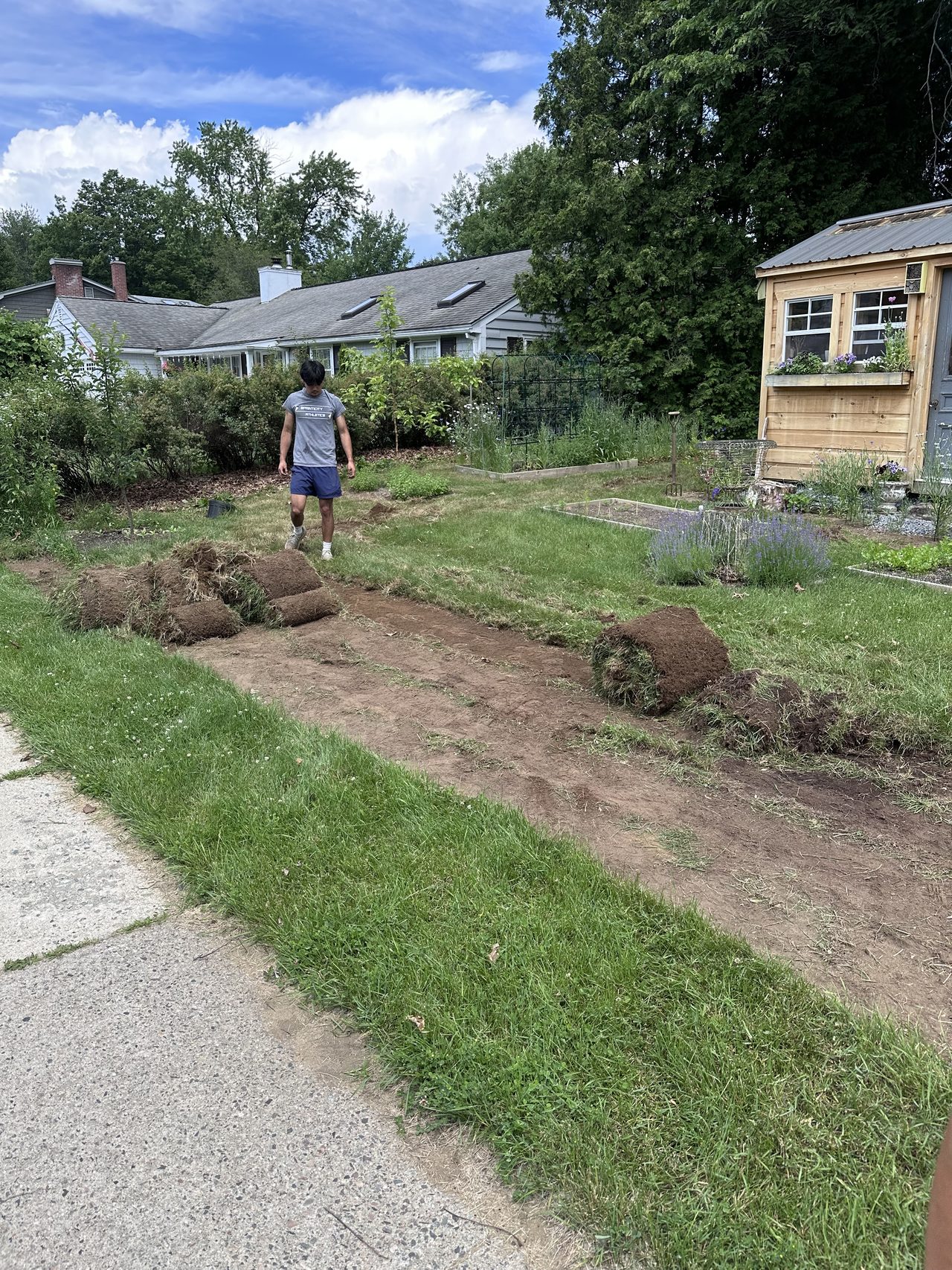 Sod removal in progress as part of a lawn renovation project