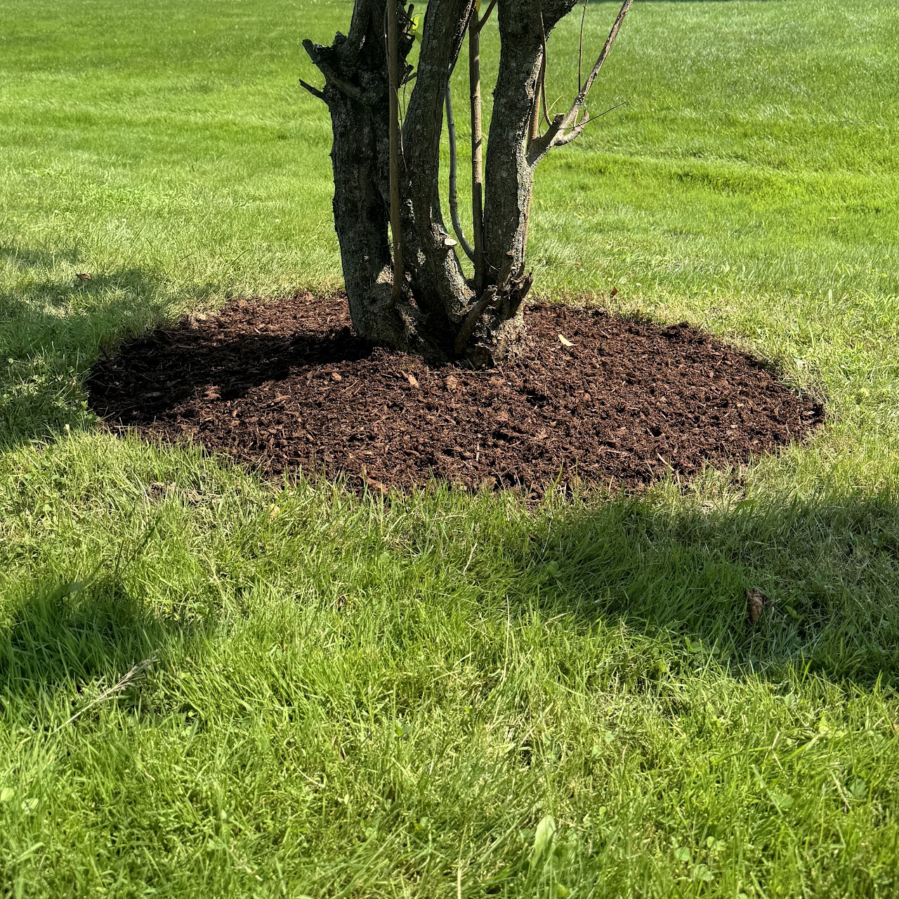 Clean mulch ring installed around a tree base in a lawn