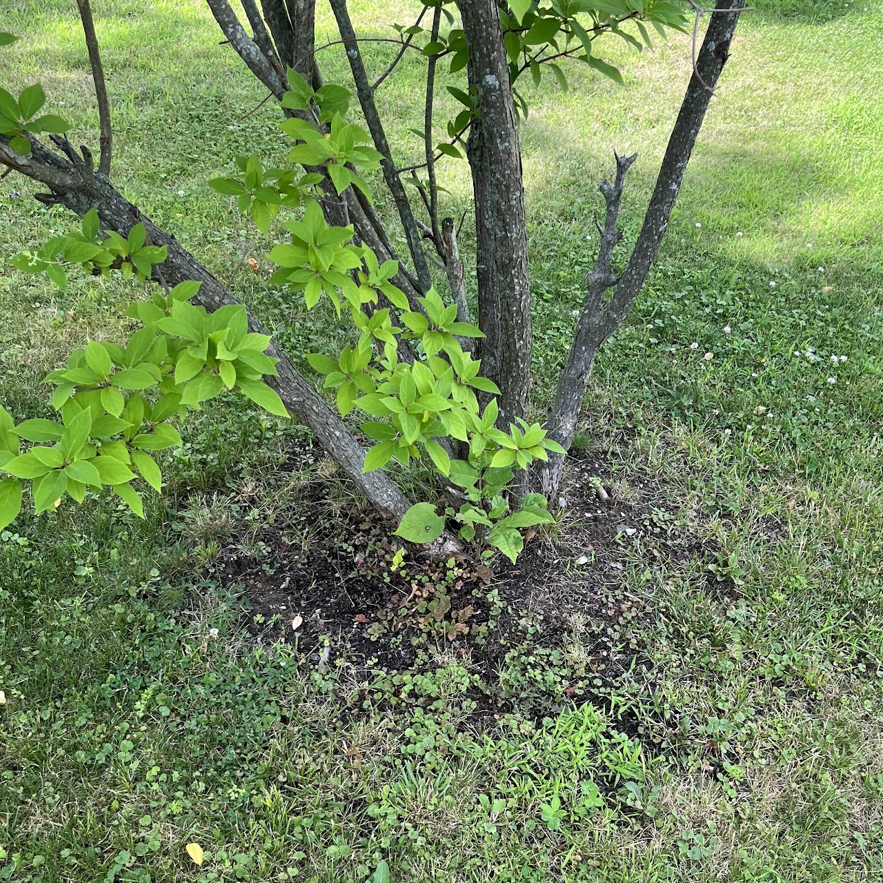 Tree base in a lawn before a mulch ring was installed